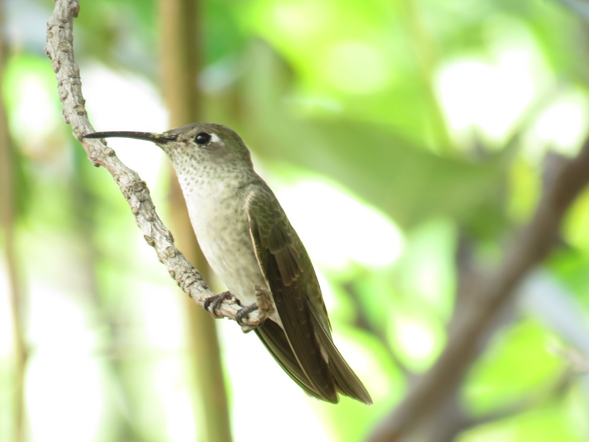 Spot-throated Hummingbird - ML123113561