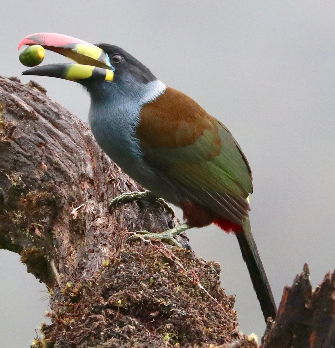 Gray-breasted Mountain-Toucan - ML123114431