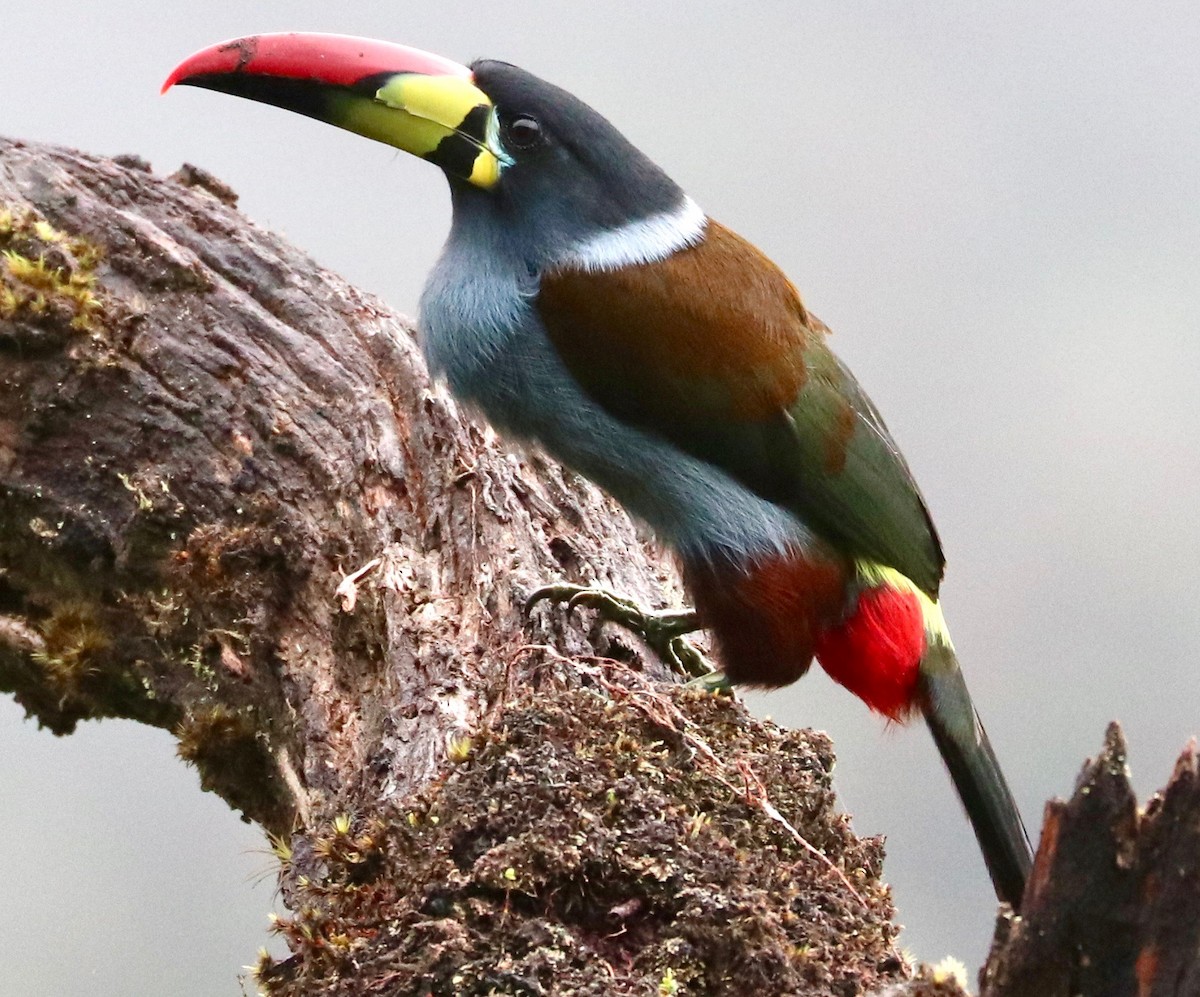 Gray-breasted Mountain-Toucan - Karl Overman