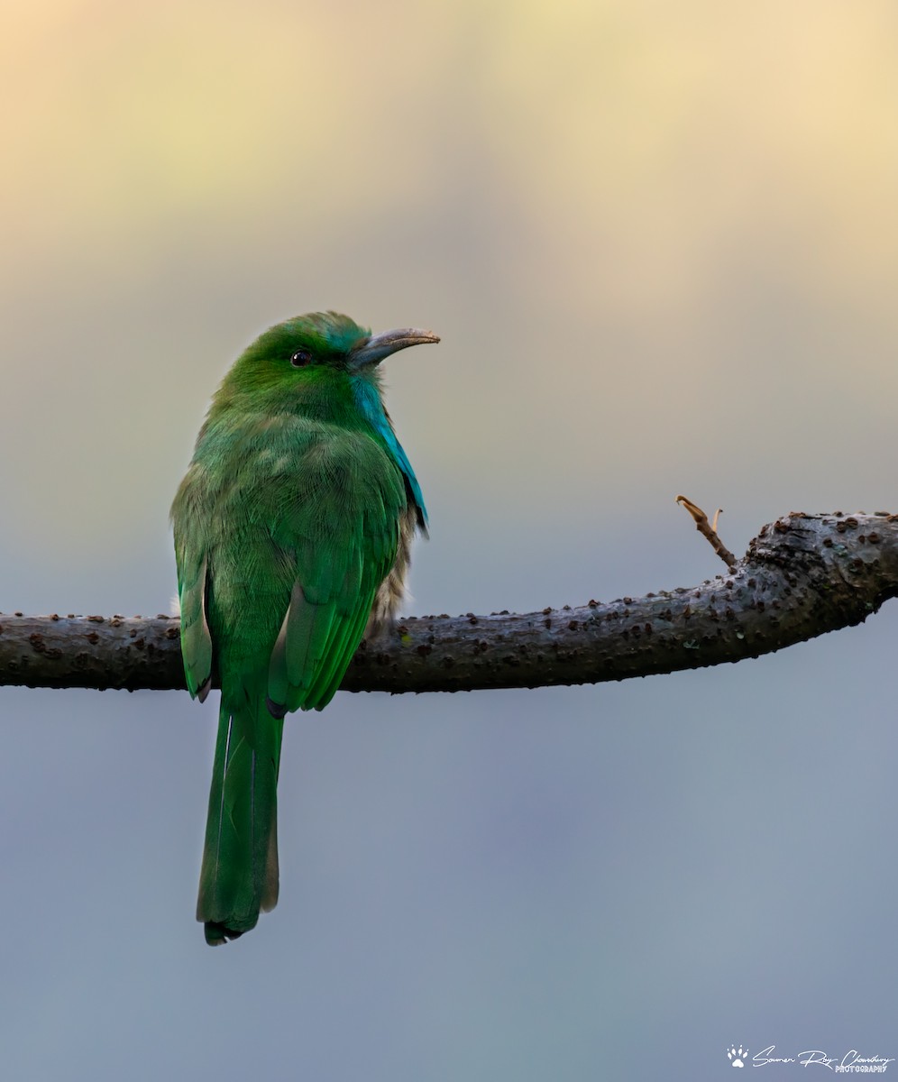 Blue-bearded Bee-eater - Soumen Roy Chowdhury