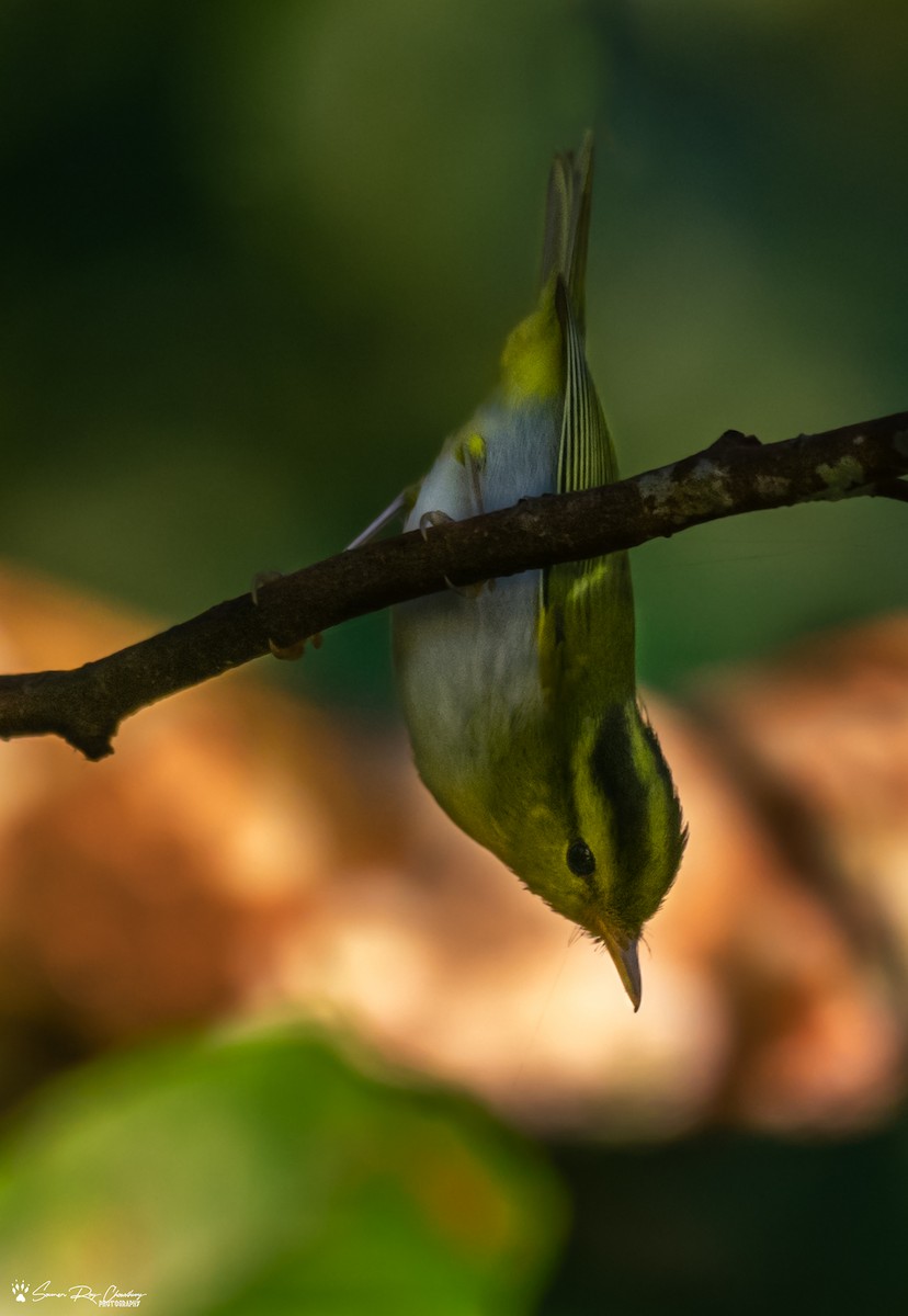 Yellow-vented Warbler - Soumen Roy Chowdhury