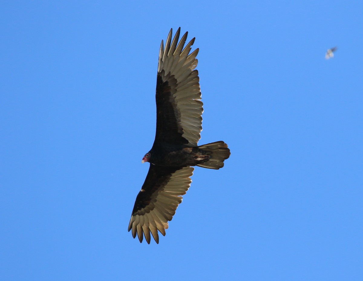 Turkey Vulture - John O'Brien