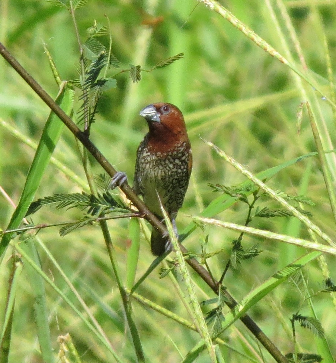Scaly-breasted Munia - Kevin Seymour