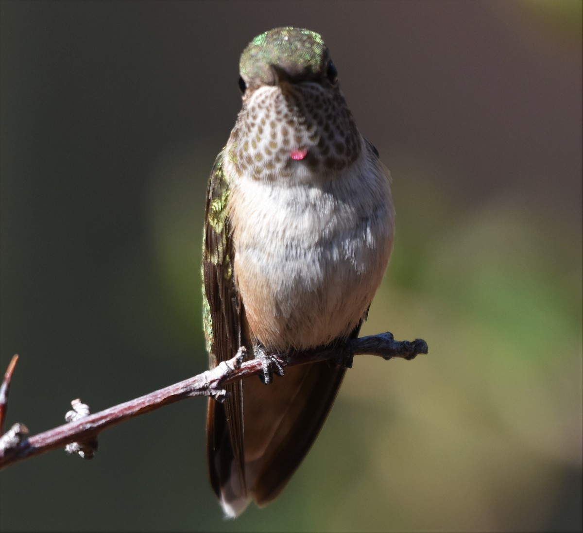 Broad-tailed Hummingbird - Chris Rohrer