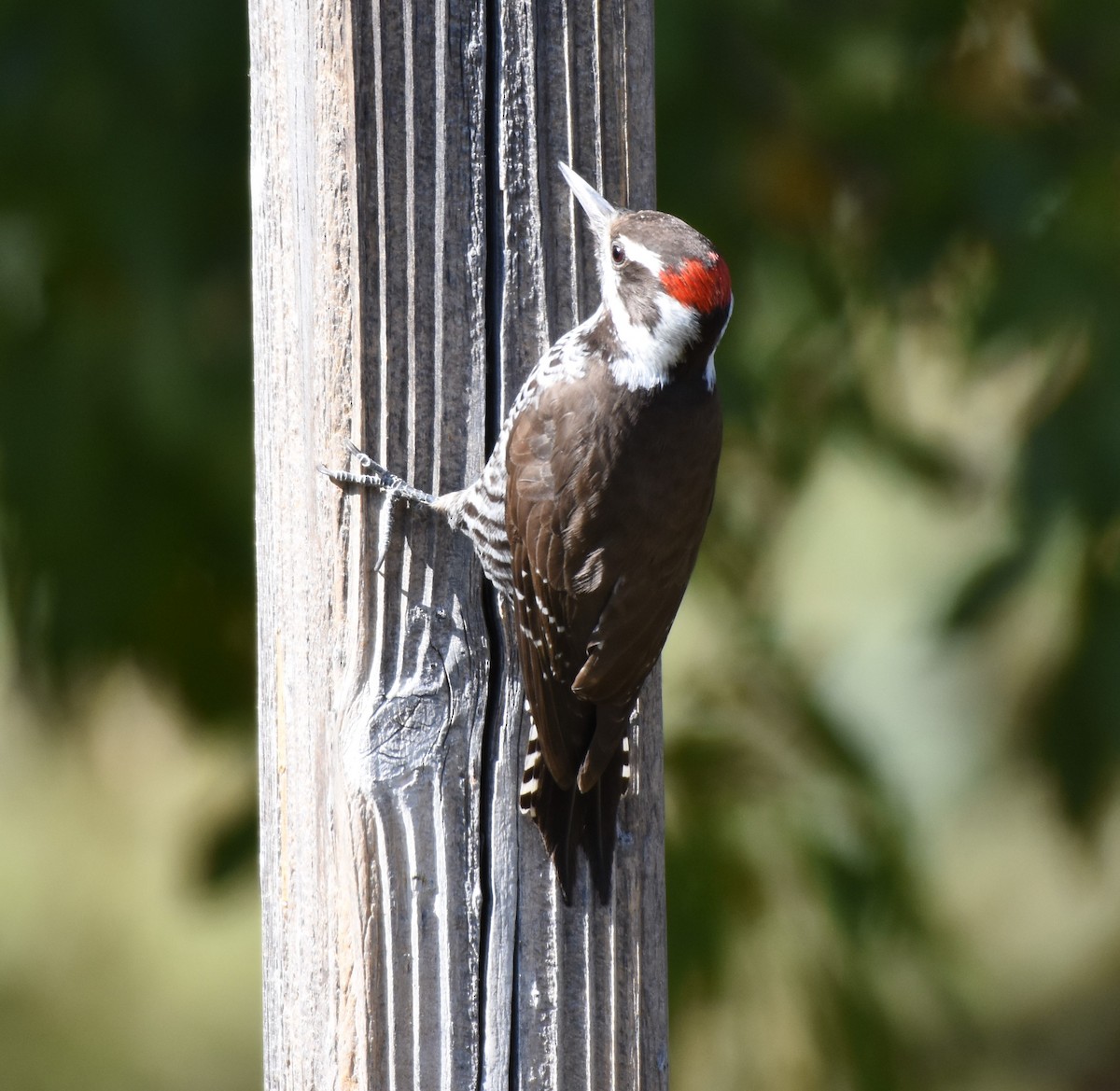 Arizona Woodpecker - Chris Rohrer