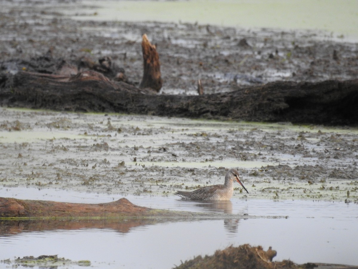 Spotted Redshank - eric elvert