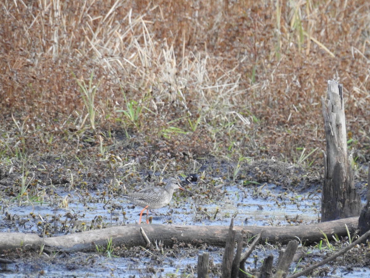 Spotted Redshank - eric elvert