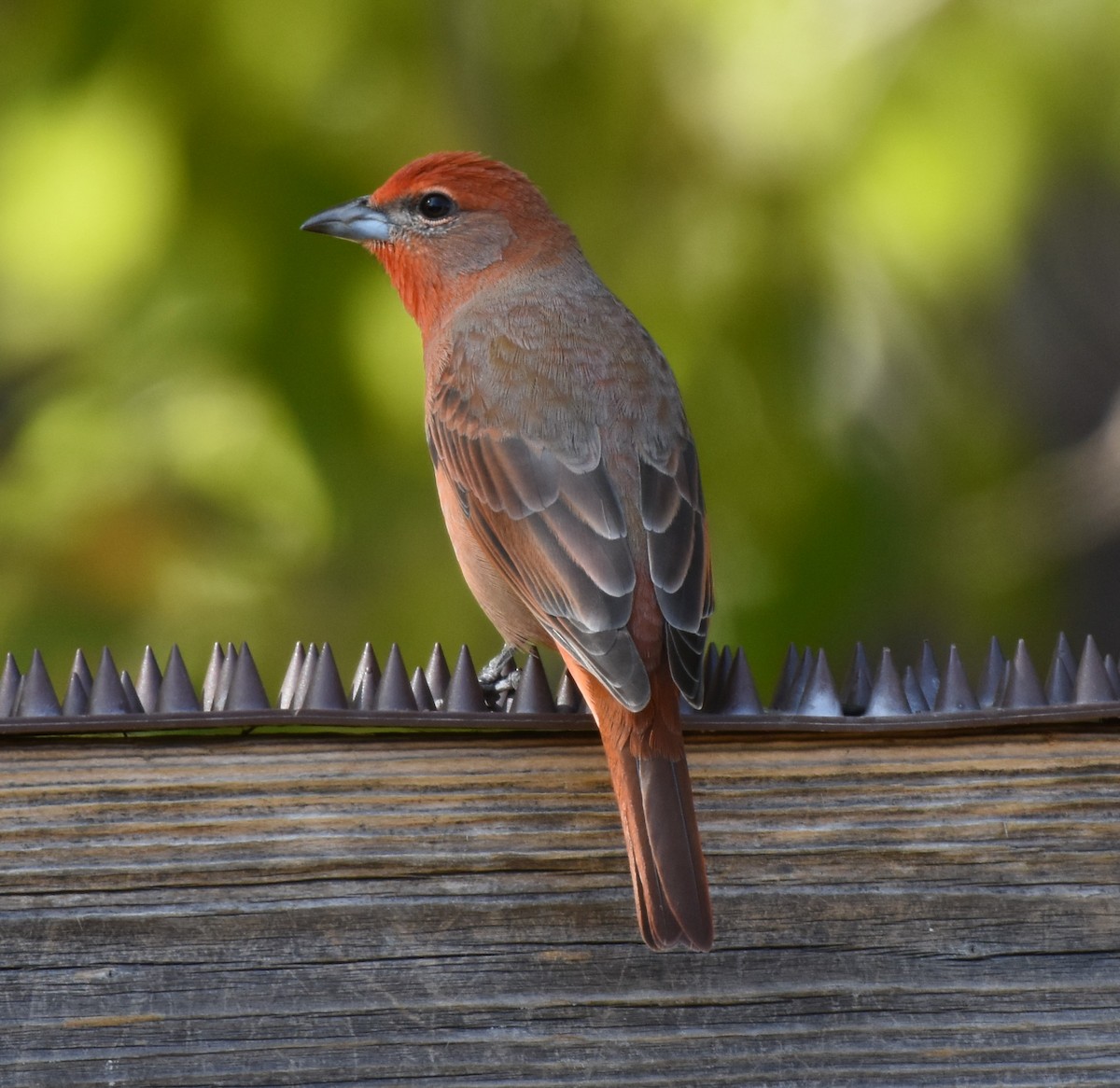 Hepatic Tanager - Chris Rohrer