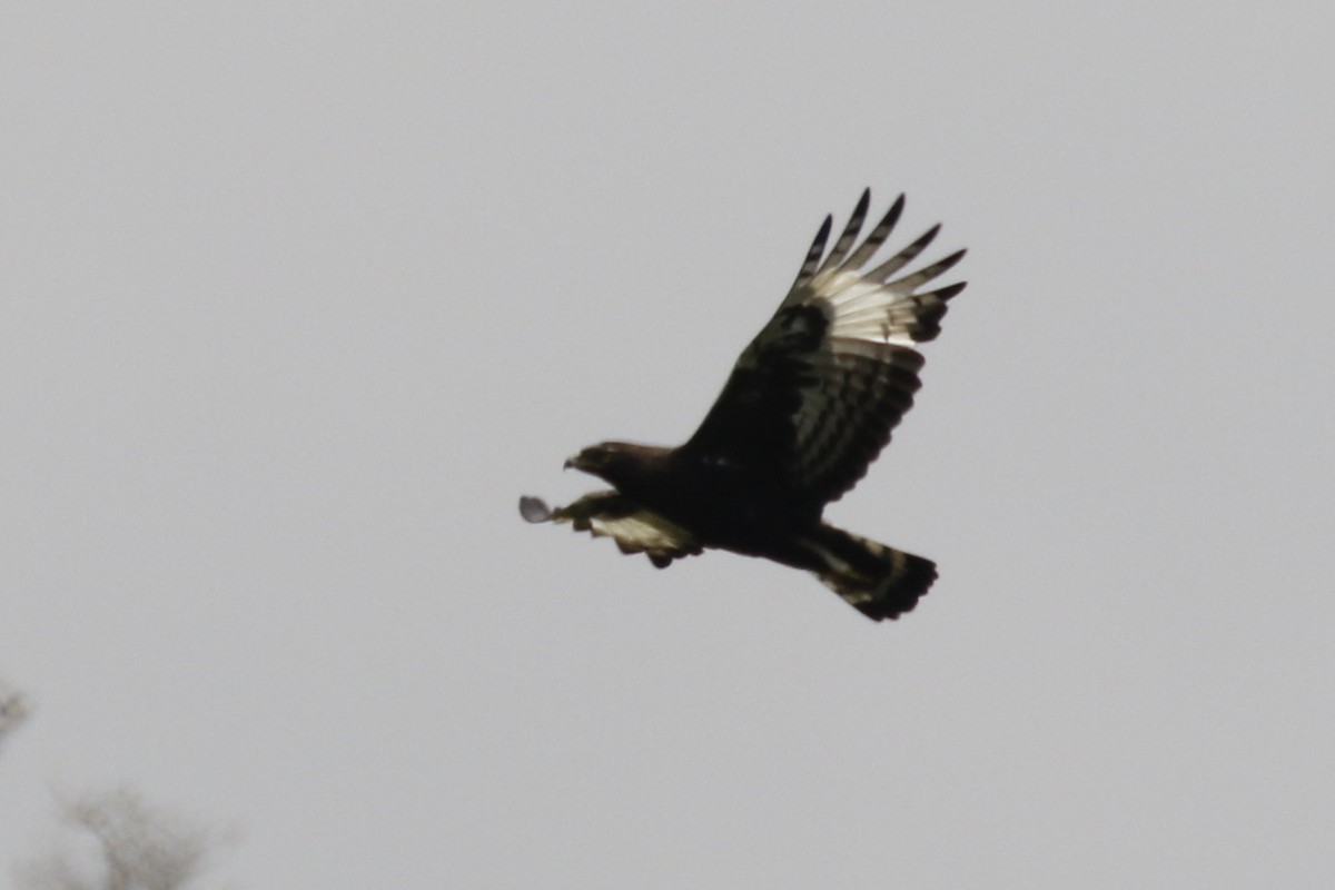Long-crested Eagle - Glen Chapman