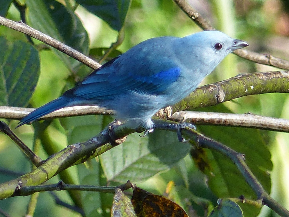 Blue-gray Tanager - ML123126611