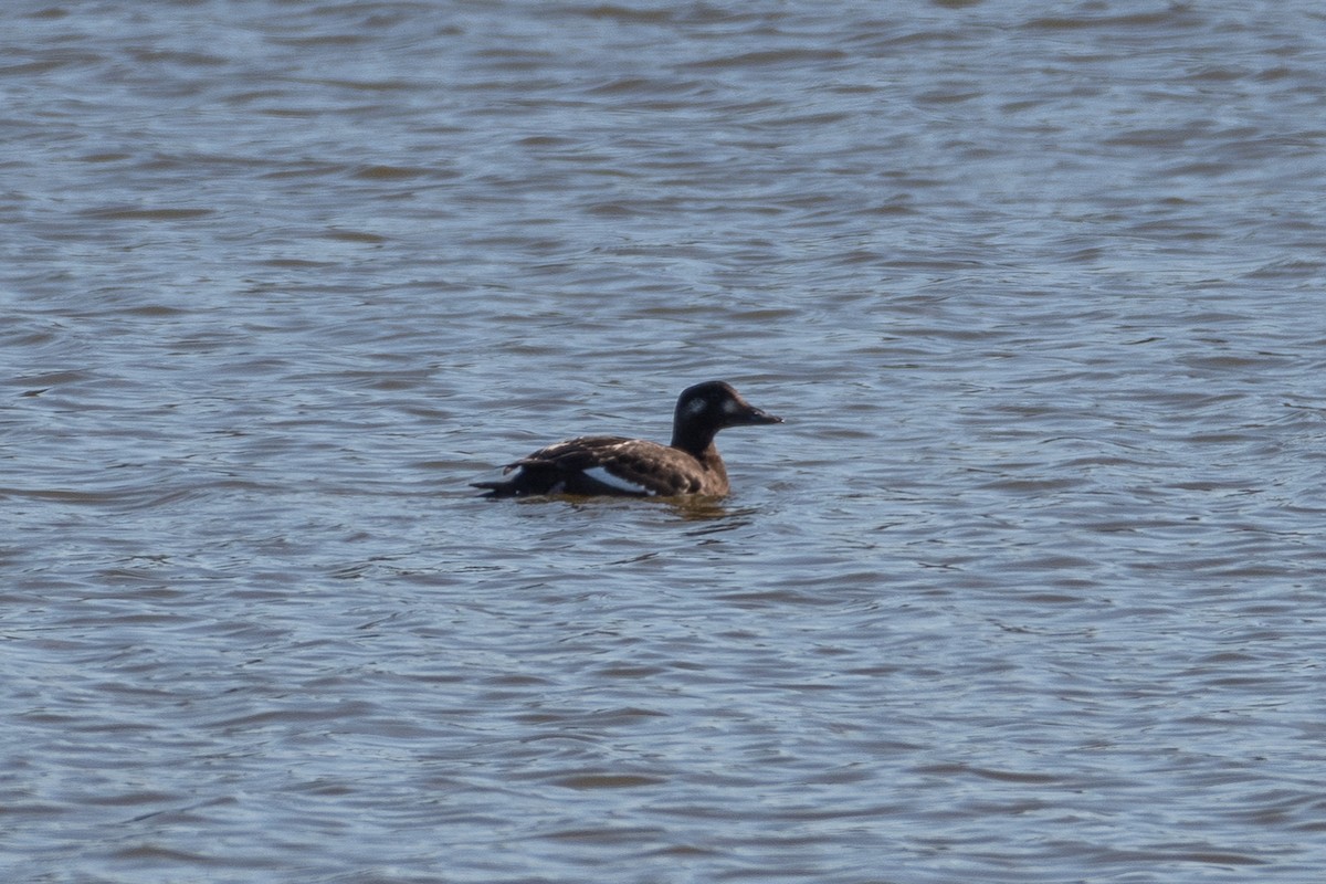 White-winged Scoter - Marc Sole