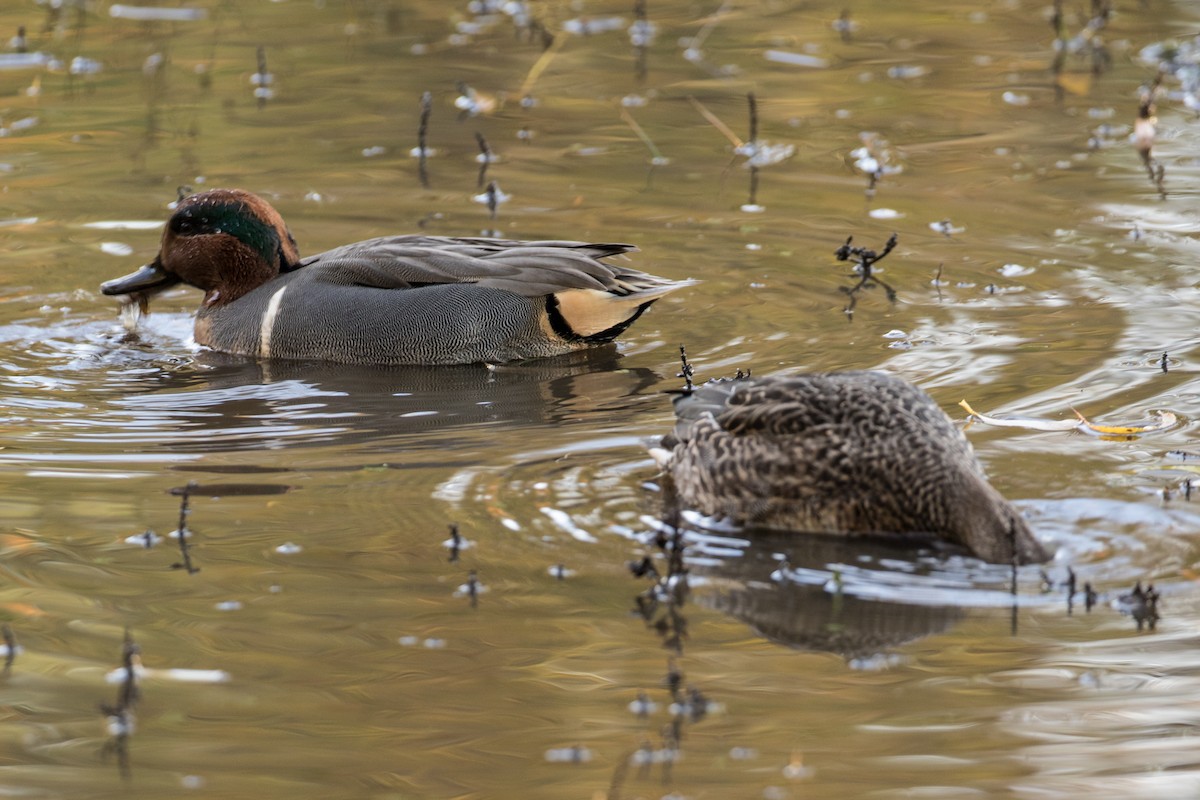 Green-winged Teal - ML123129171