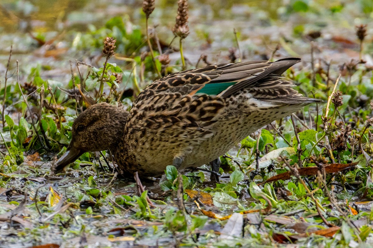 Green-winged Teal - ML123129181