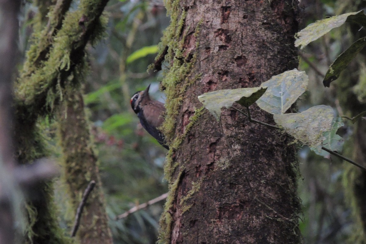 Hairy Woodpecker (Costa Rican) - Alex Harman