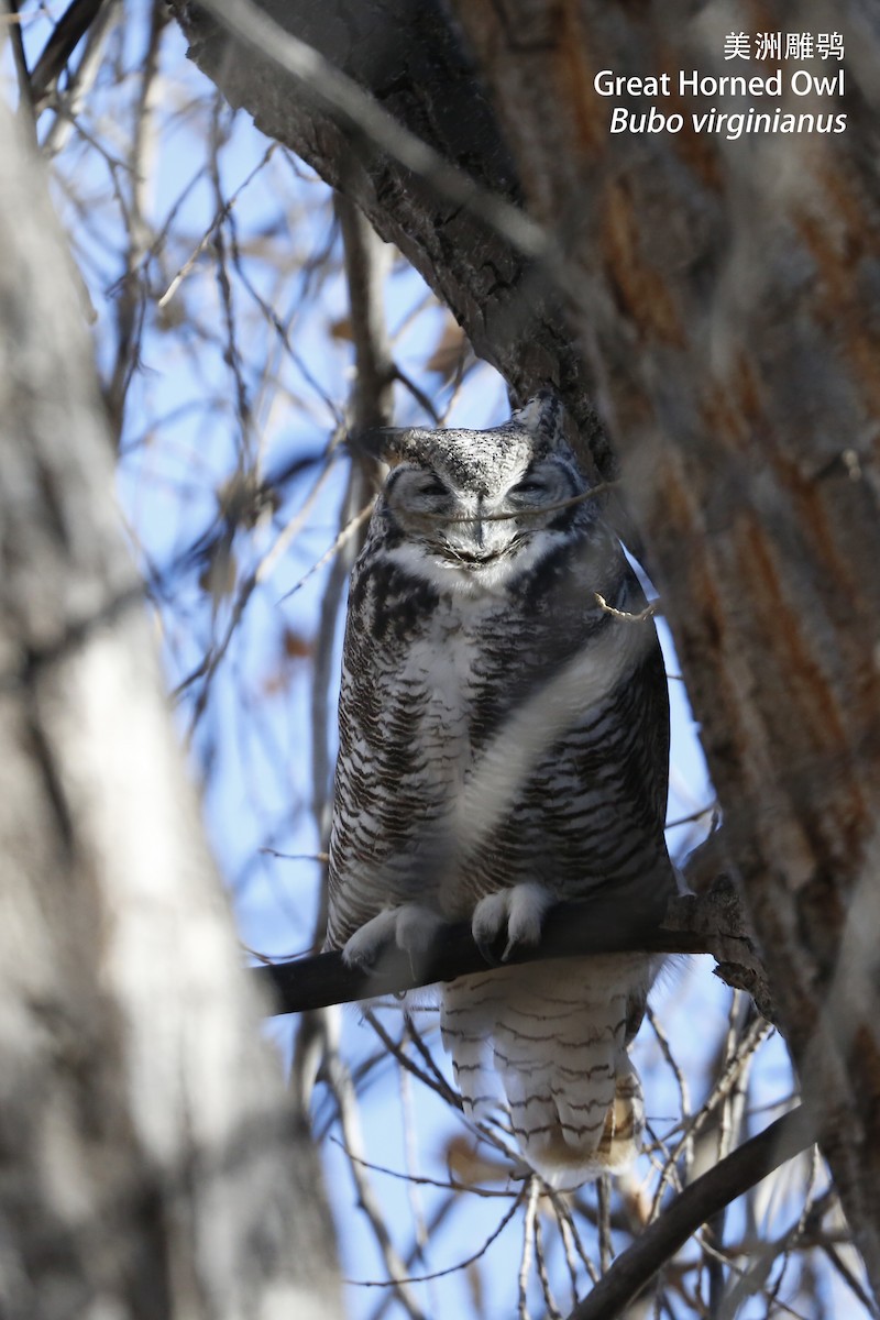Great Horned Owl - Zhen niu