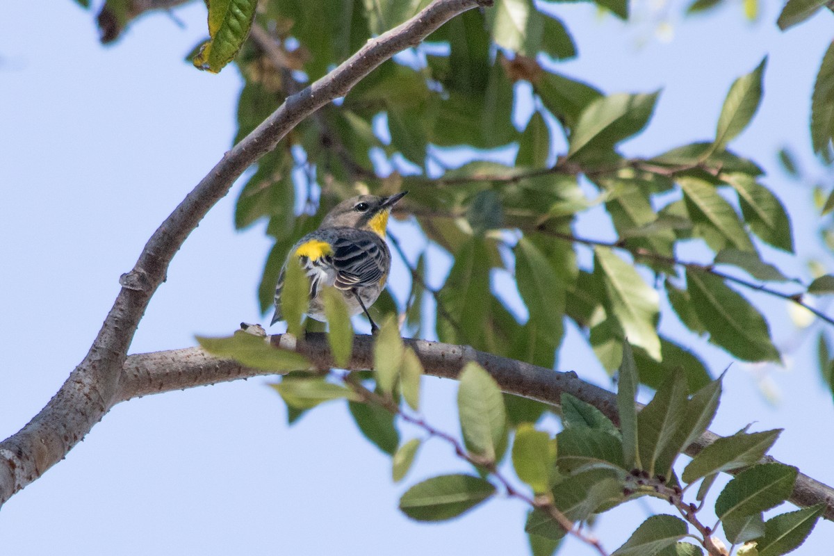 Yellow-rumped Warbler (Audubon's) - Rebecca Marschall