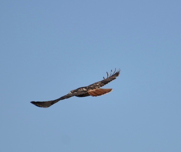 Red-tailed Hawk - Larry Langstaff