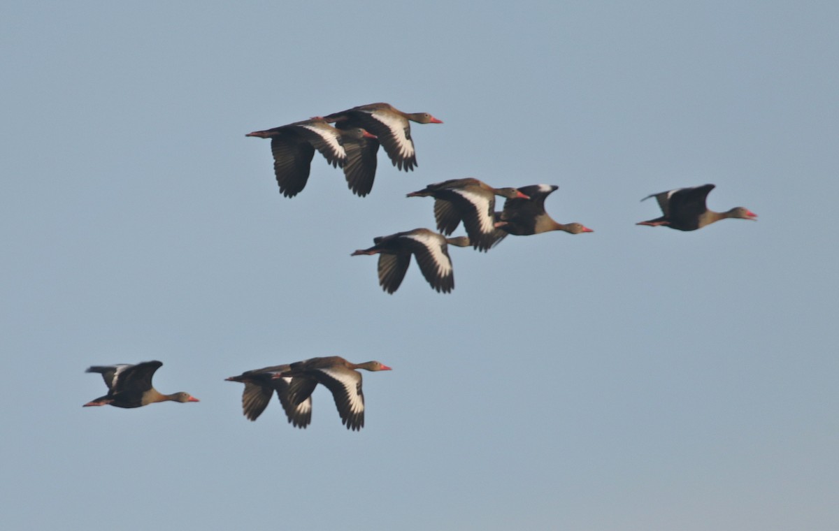 Black-bellied Whistling-Duck - Gil Ewing