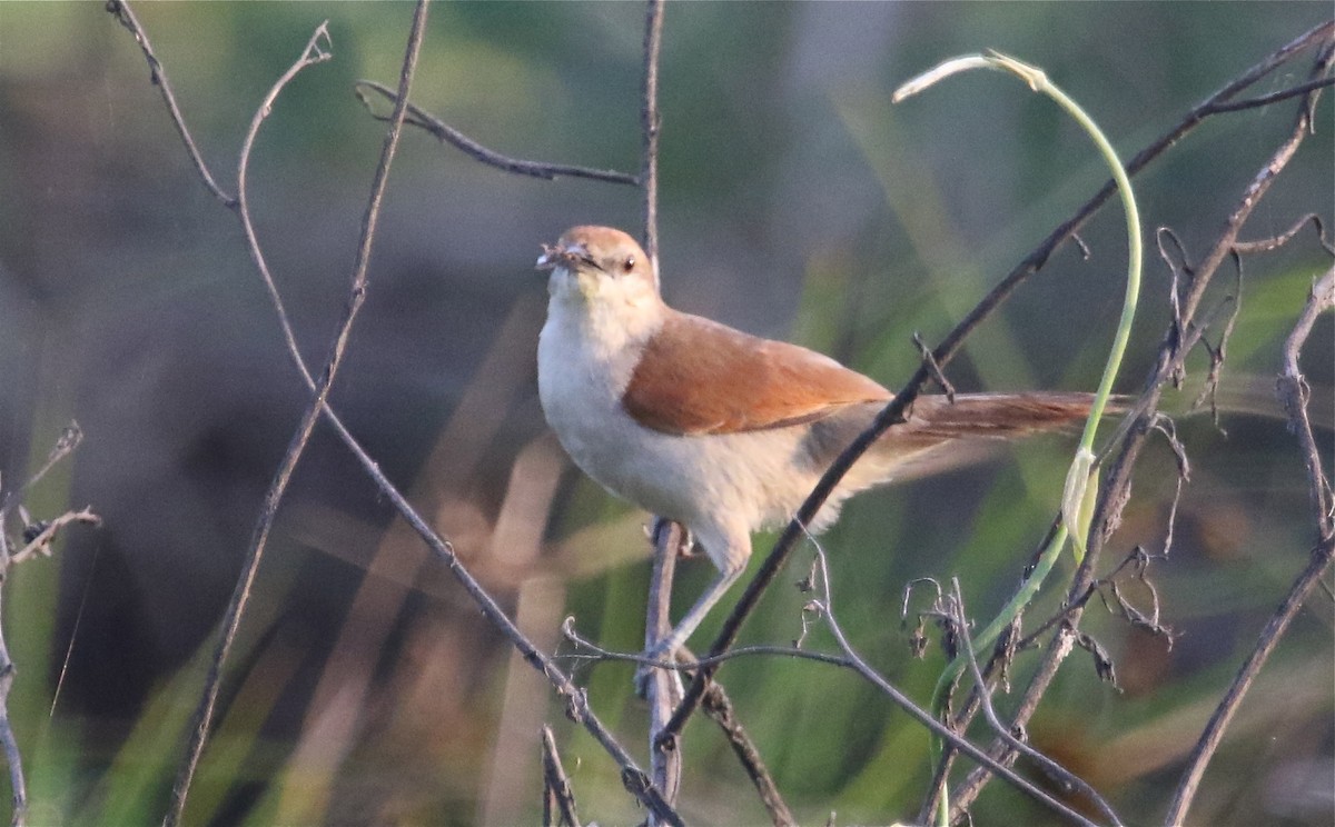 Yellow-chinned Spinetail - Gil Ewing