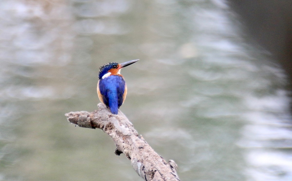 Malagasy Kingfisher - ML123149781