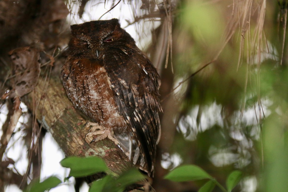 Madagascar Scops-Owl (Rainforest) - Krista Oswald