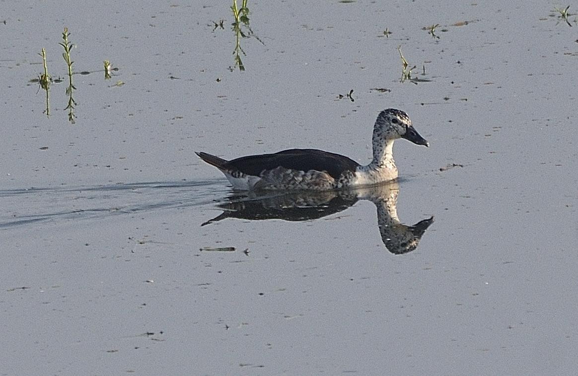 Knob-billed Duck - Arun Prabhu