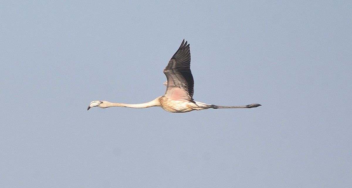 Greater Flamingo - Arun Prabhu