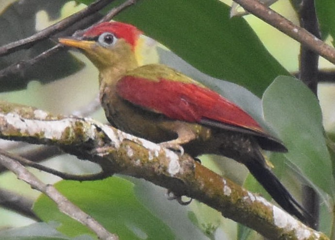 Crimson-winged Woodpecker - Prayitno Goenarto