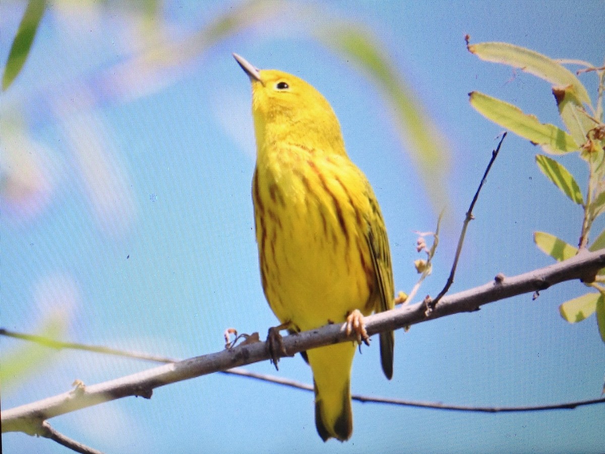 Yellow Warbler - Tom Huston