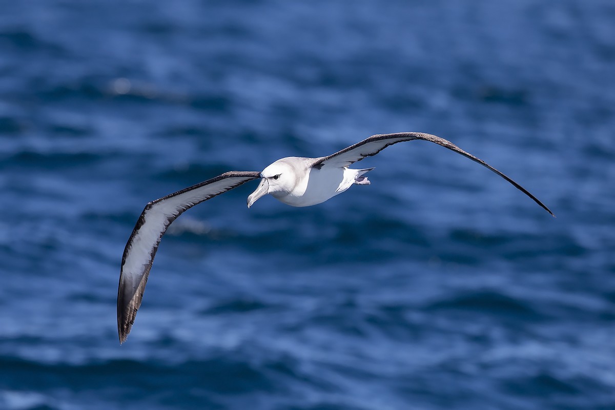 White-capped Albatross (steadi) - Niall D Perrins