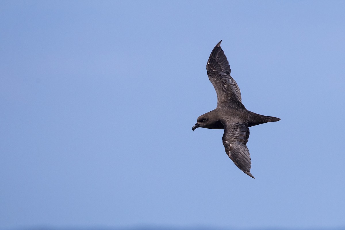 Great-winged Petrel - Niall D Perrins