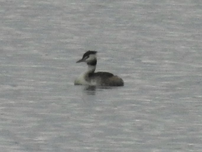 Great Crested Grebe - ML123153931