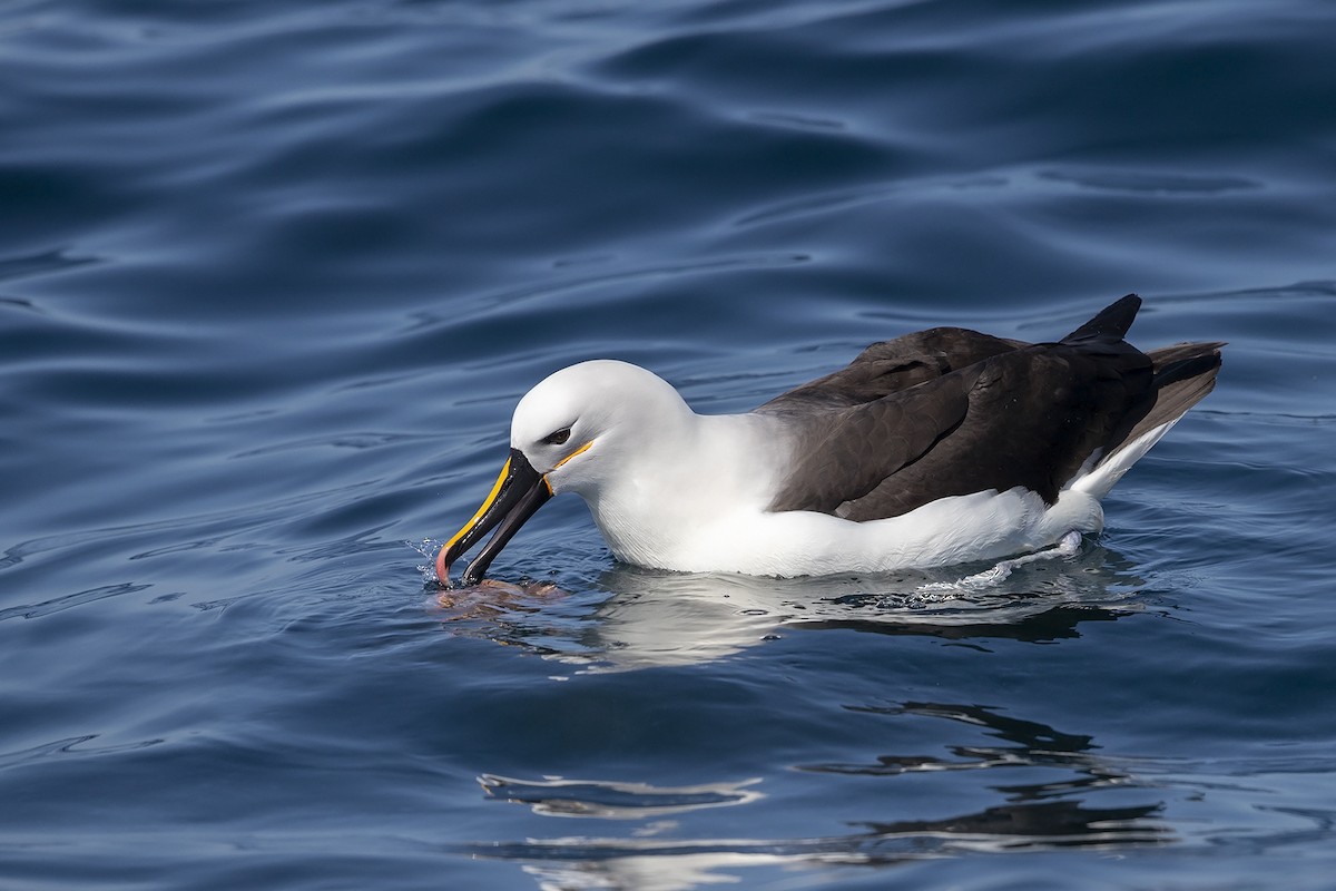 Yellow-nosed Albatross (Indian) - ML123154201