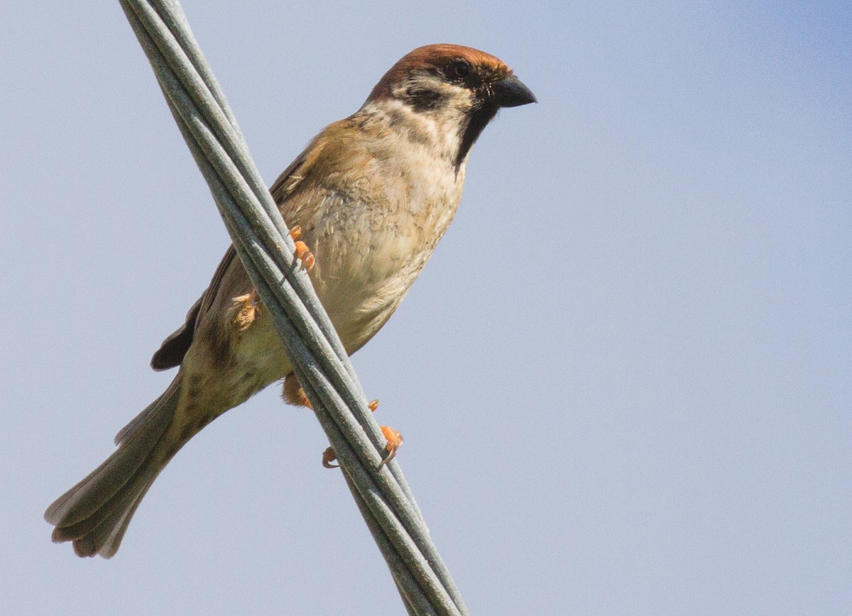 Eurasian Tree Sparrow - Douglas Burkett