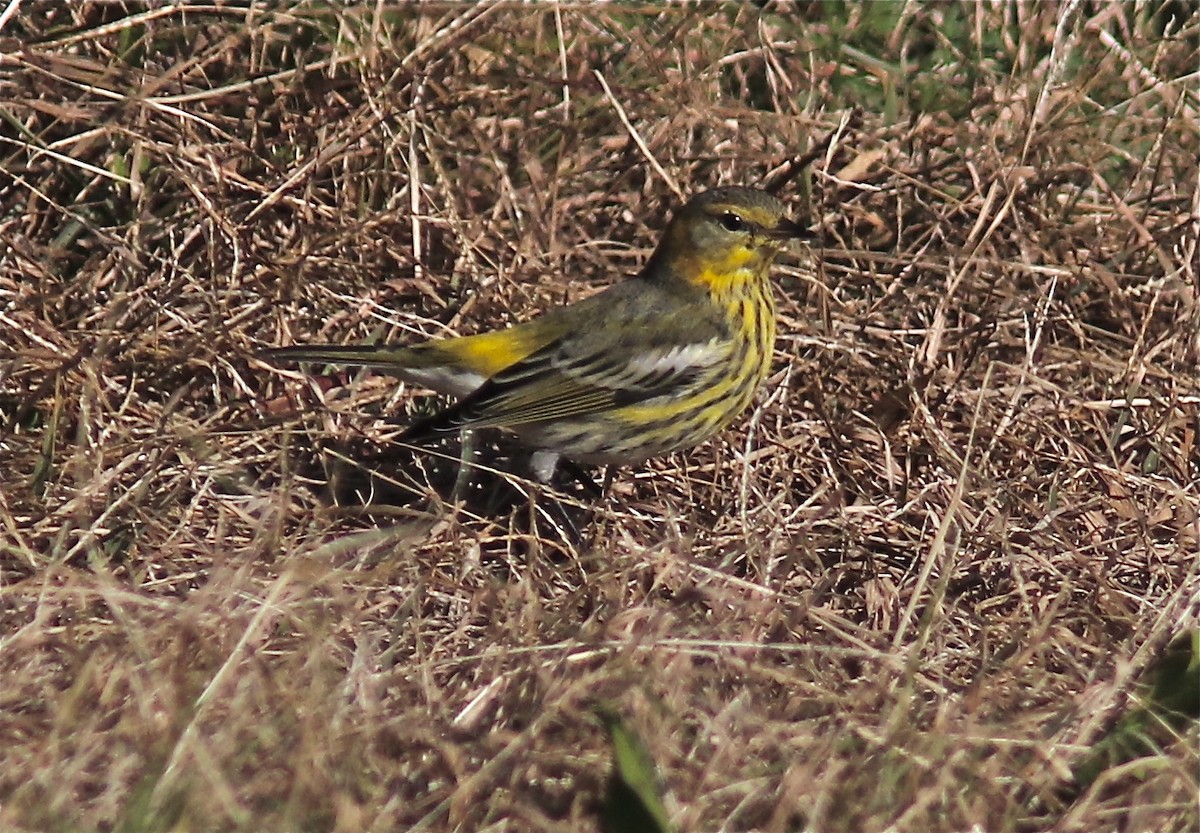 Cape May Warbler - ML123162371