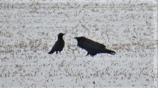 Common Raven - pamela hoyland