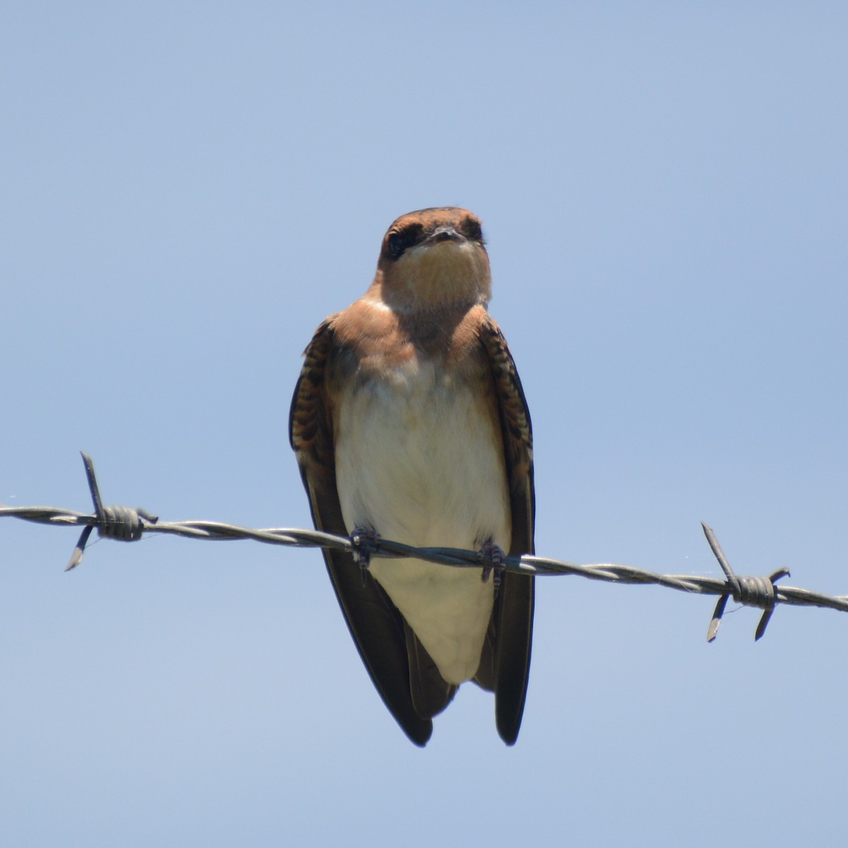 Tawny-headed Swallow - Juana Sava Fernández