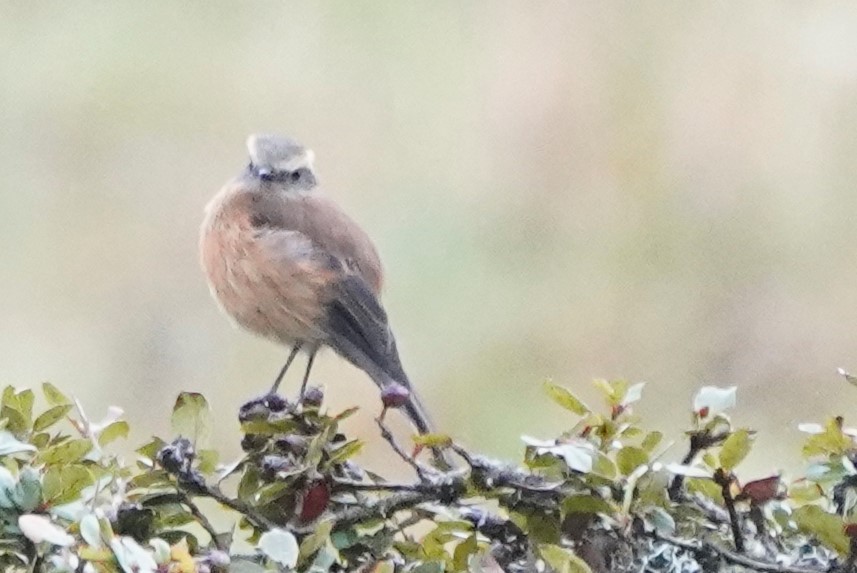 Brown-backed Chat-Tyrant - ML123165411