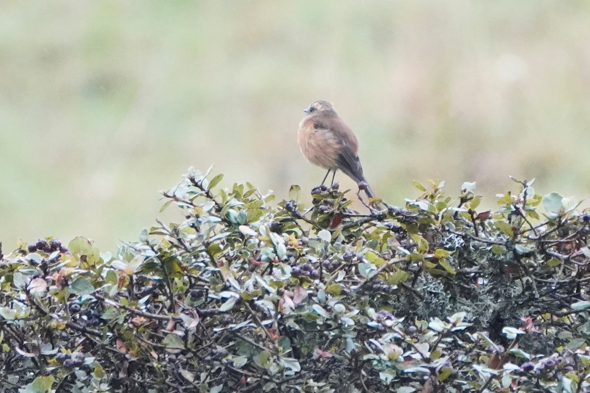 Brown-backed Chat-Tyrant - ML123165421