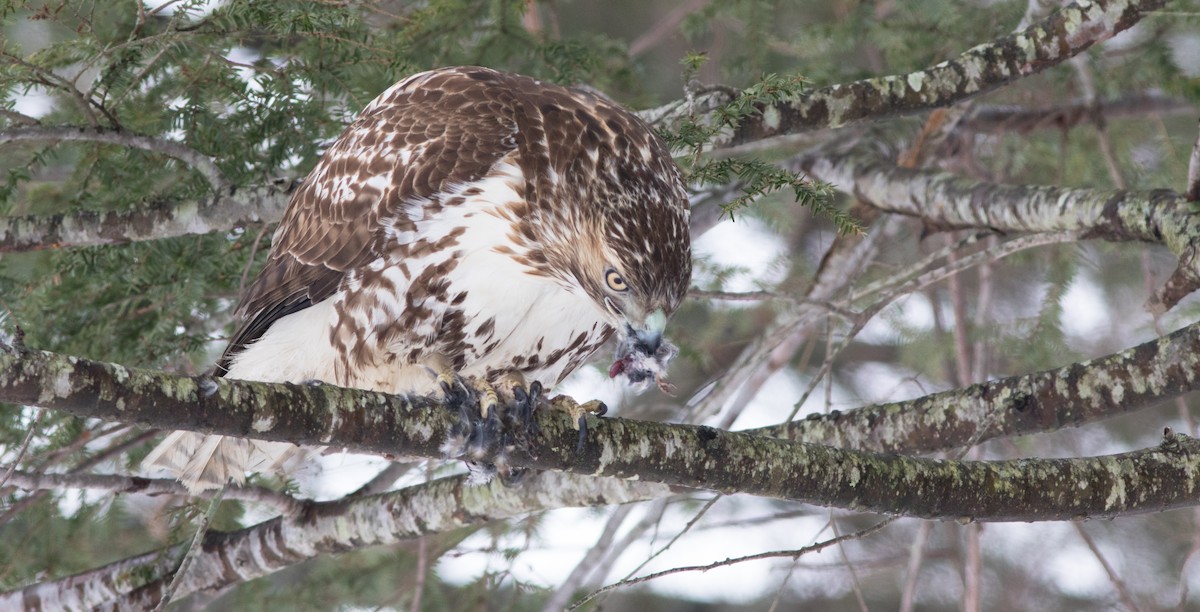 Red-tailed Hawk - ML123166231