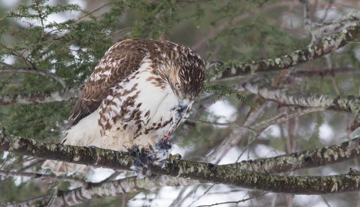 Red-tailed Hawk - ML123166301