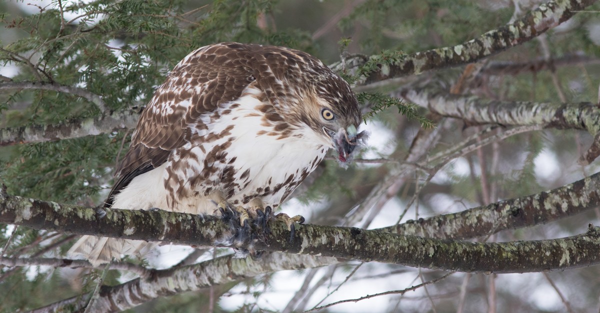Red-tailed Hawk - ML123166331