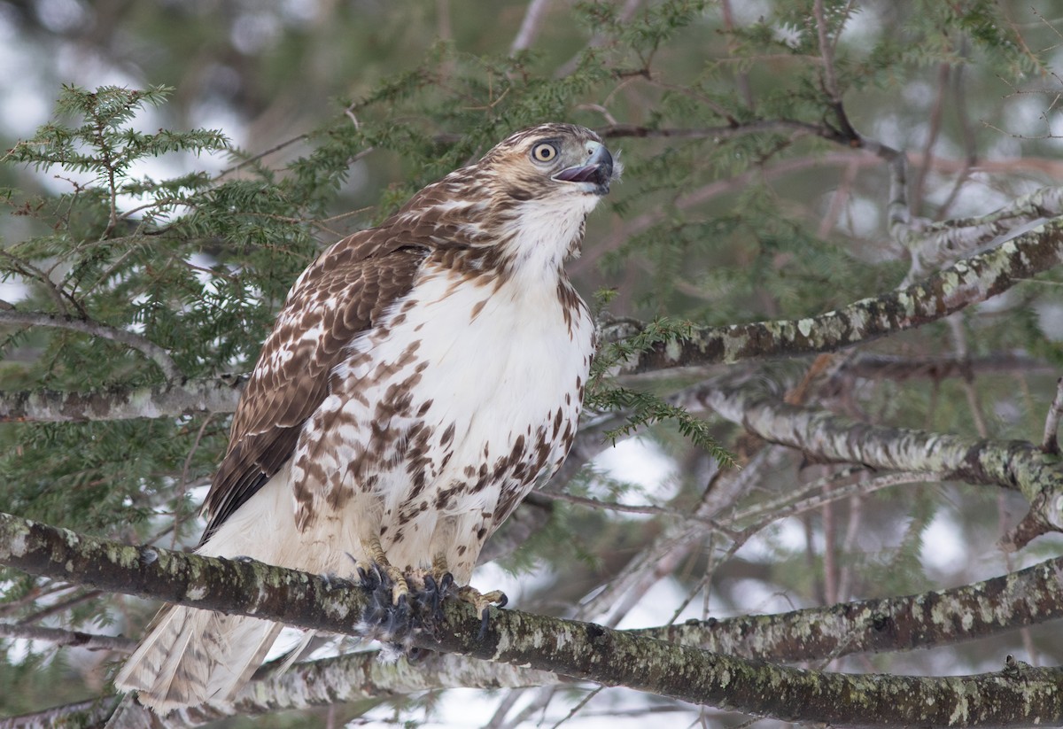 Red-tailed Hawk - ML123166421