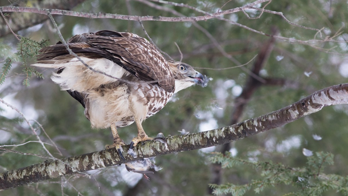 Red-tailed Hawk - ML123166901