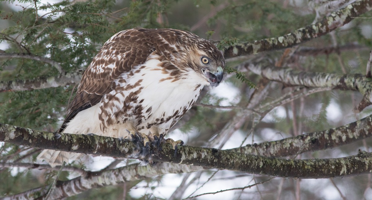 Red-tailed Hawk - ML123166921