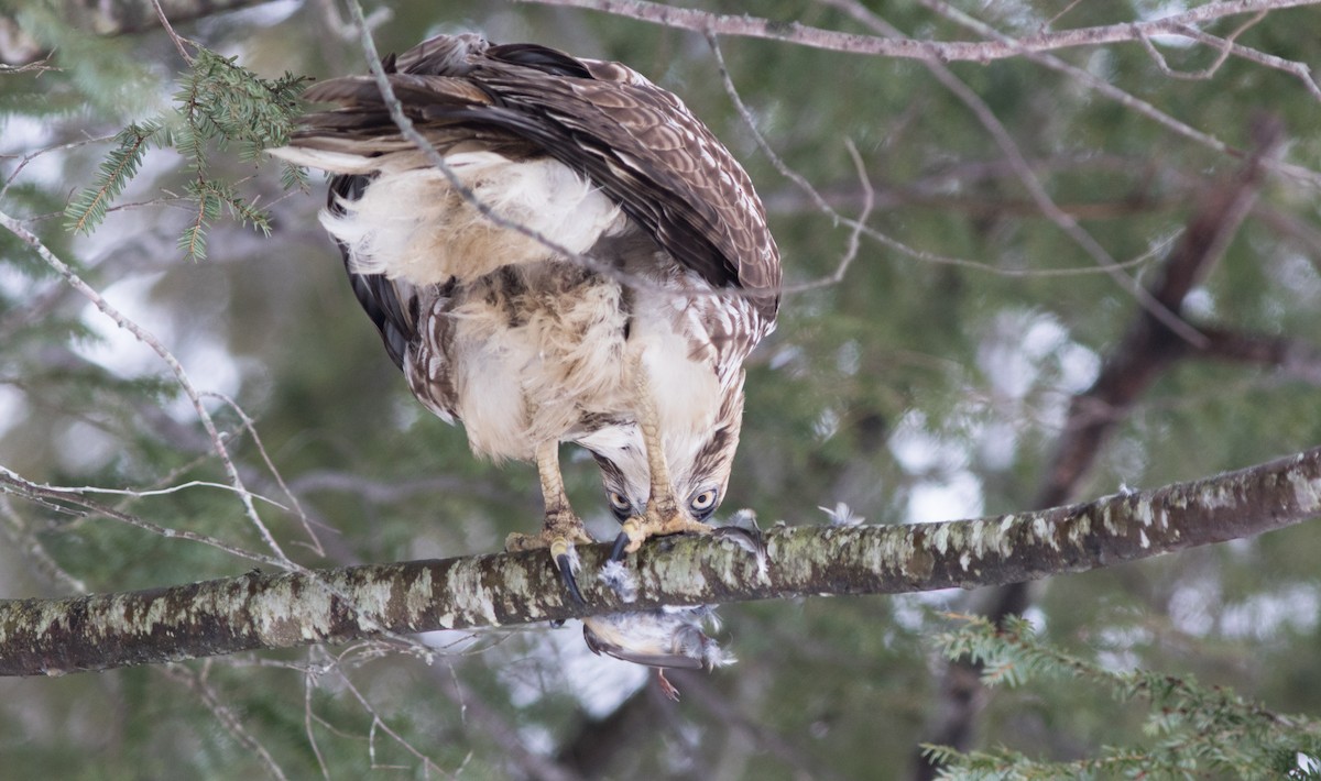 Red-tailed Hawk - ML123166951