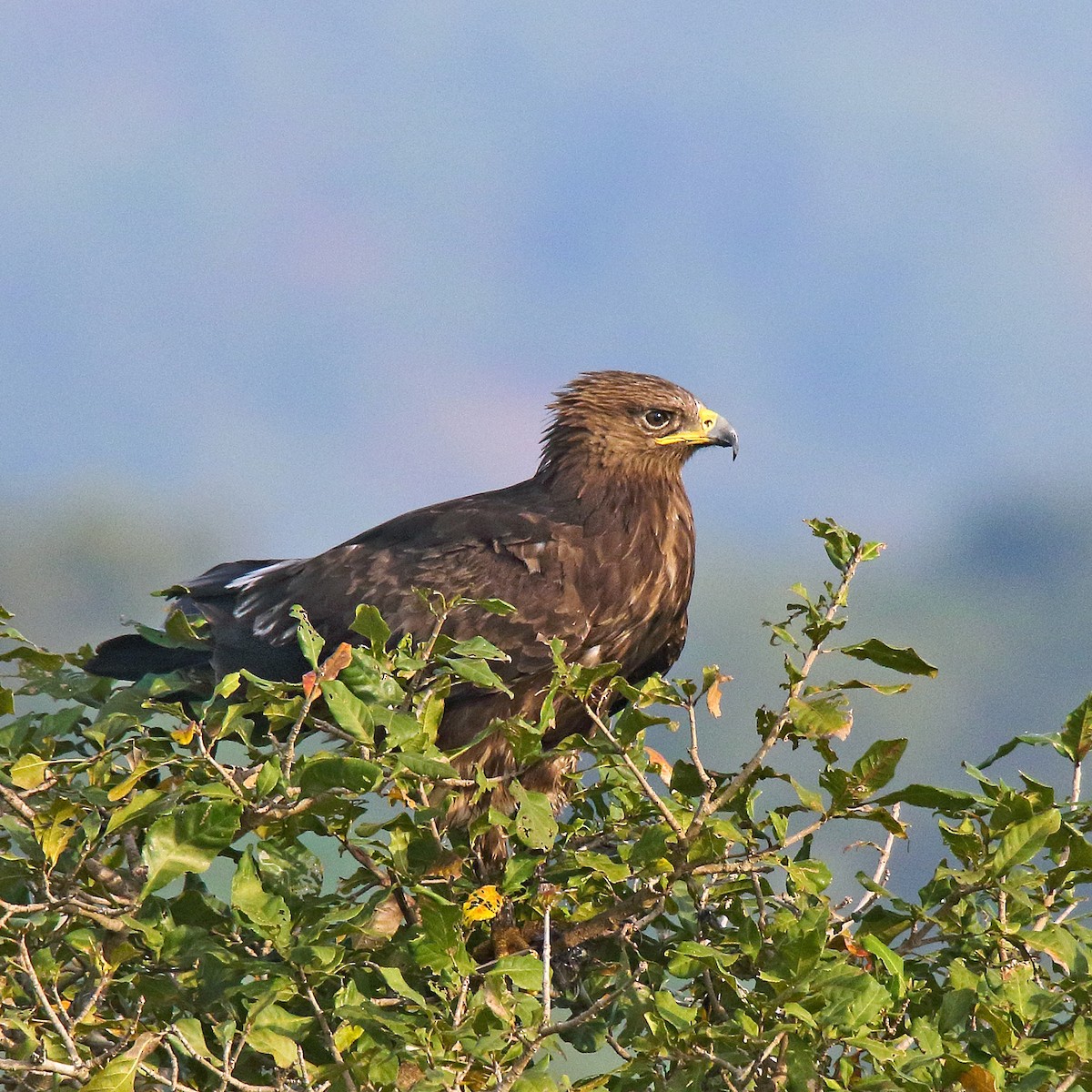 Greater Spotted Eagle - Roshan  Kamath