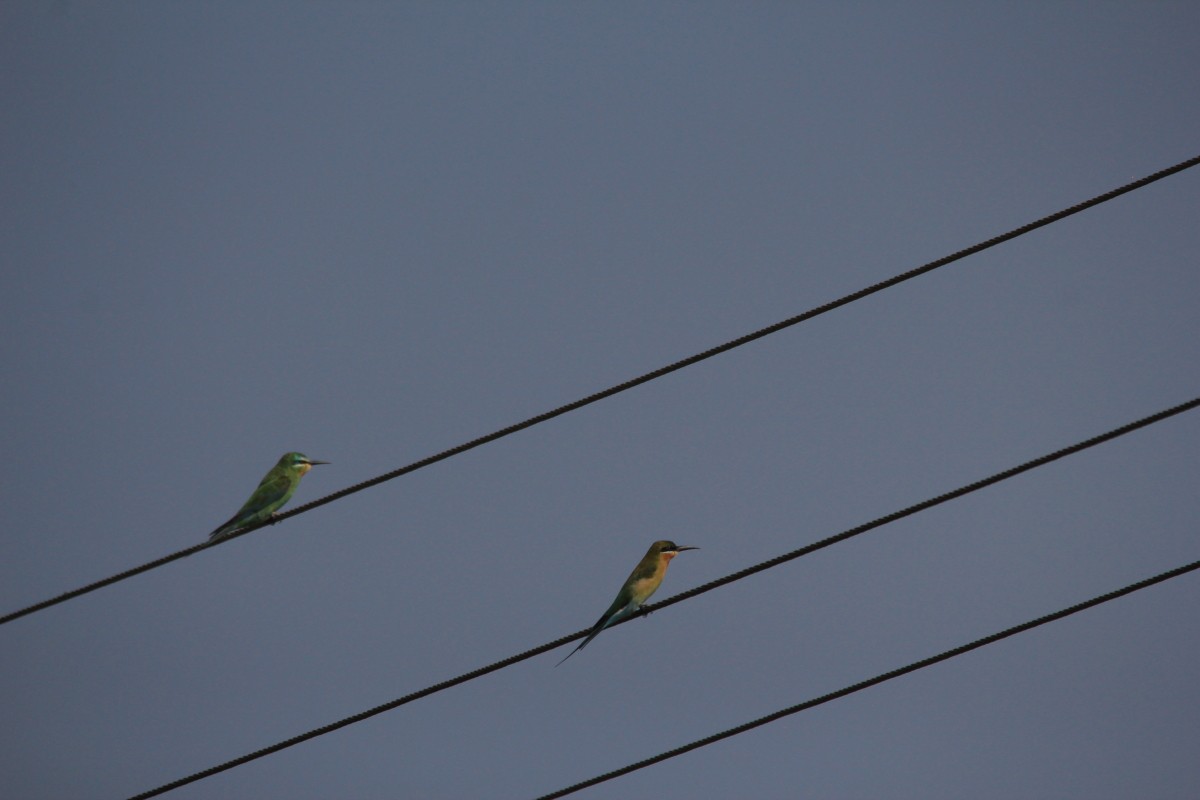 Blue-cheeked Bee-eater - ML123167861