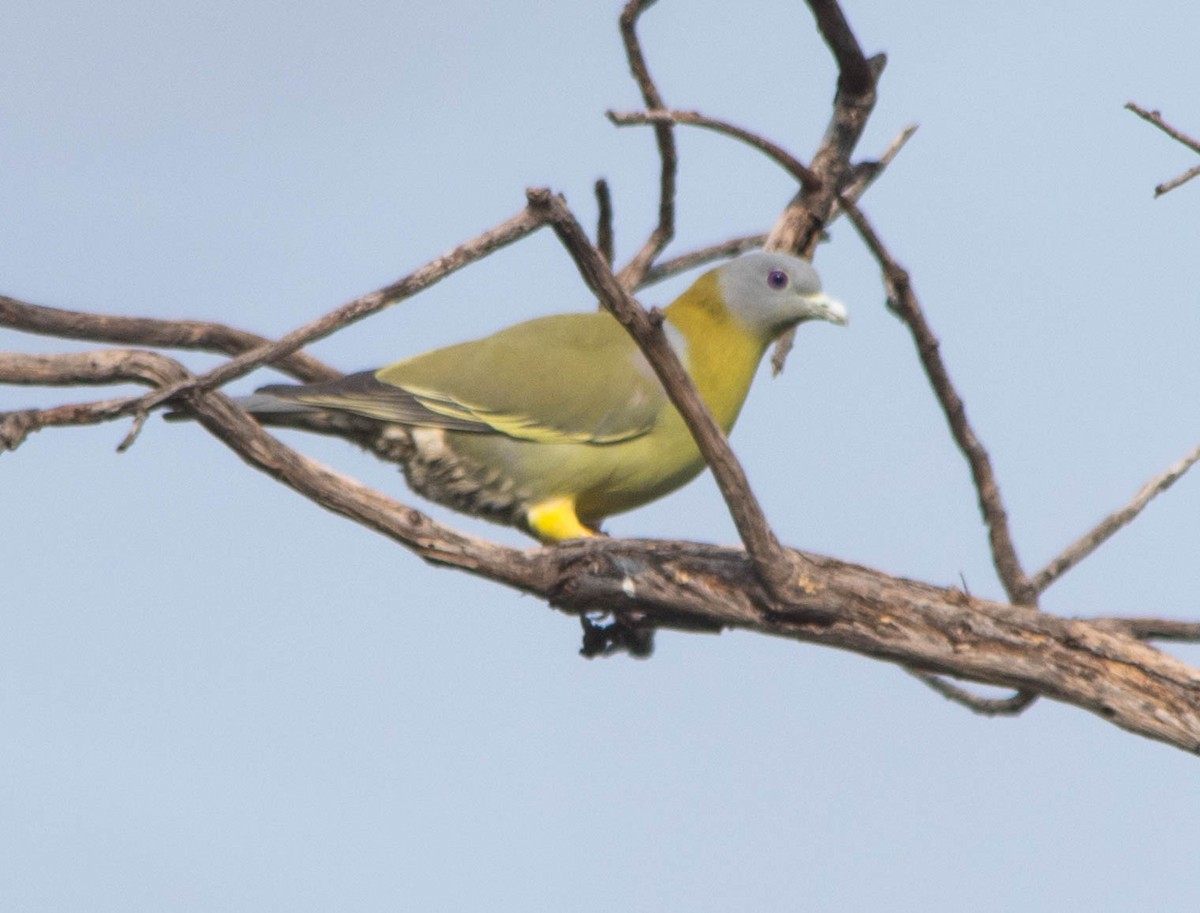 Yellow-footed Green-Pigeon - dhanapal kondasamy