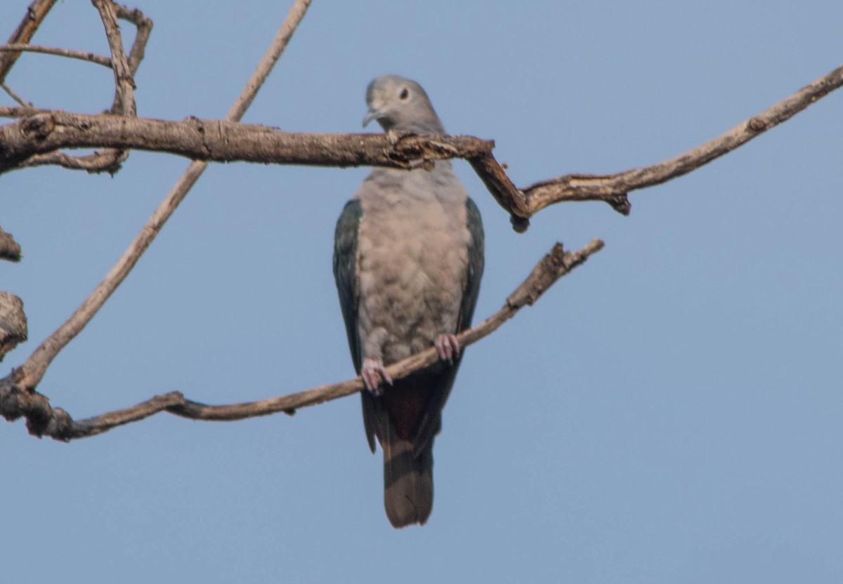 Green Imperial-Pigeon - ML123170291